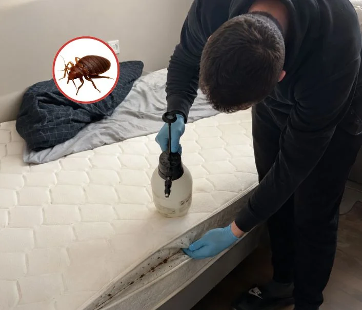 Technicien traitant un matelas contre les punaises de lit à Saint-Ouen-sur-Seine